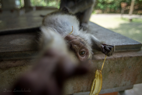 _MG_0840-1.jpeg