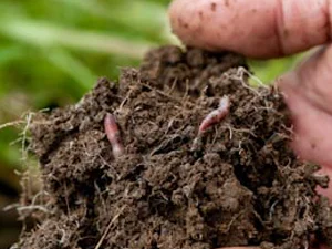 Healthy soil full of beneficial microbes