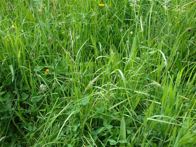 Diverse plant growth in the pastures