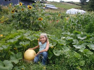 Sequoia in the pumpkin patch