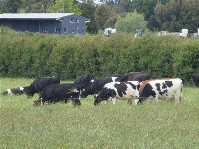 Healthy pastures, healthy animals