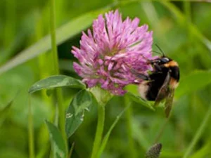 bumblebee visiting a red clover flower