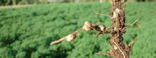 healthy plant growth