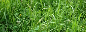 diverse plant growth in the pastures