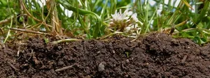 living soil