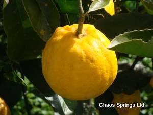 Organic Meyer Lemons