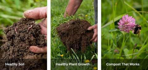 Healthy soil, plant growth and compost.