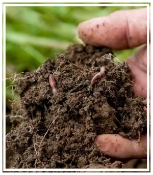 Healthy Soil