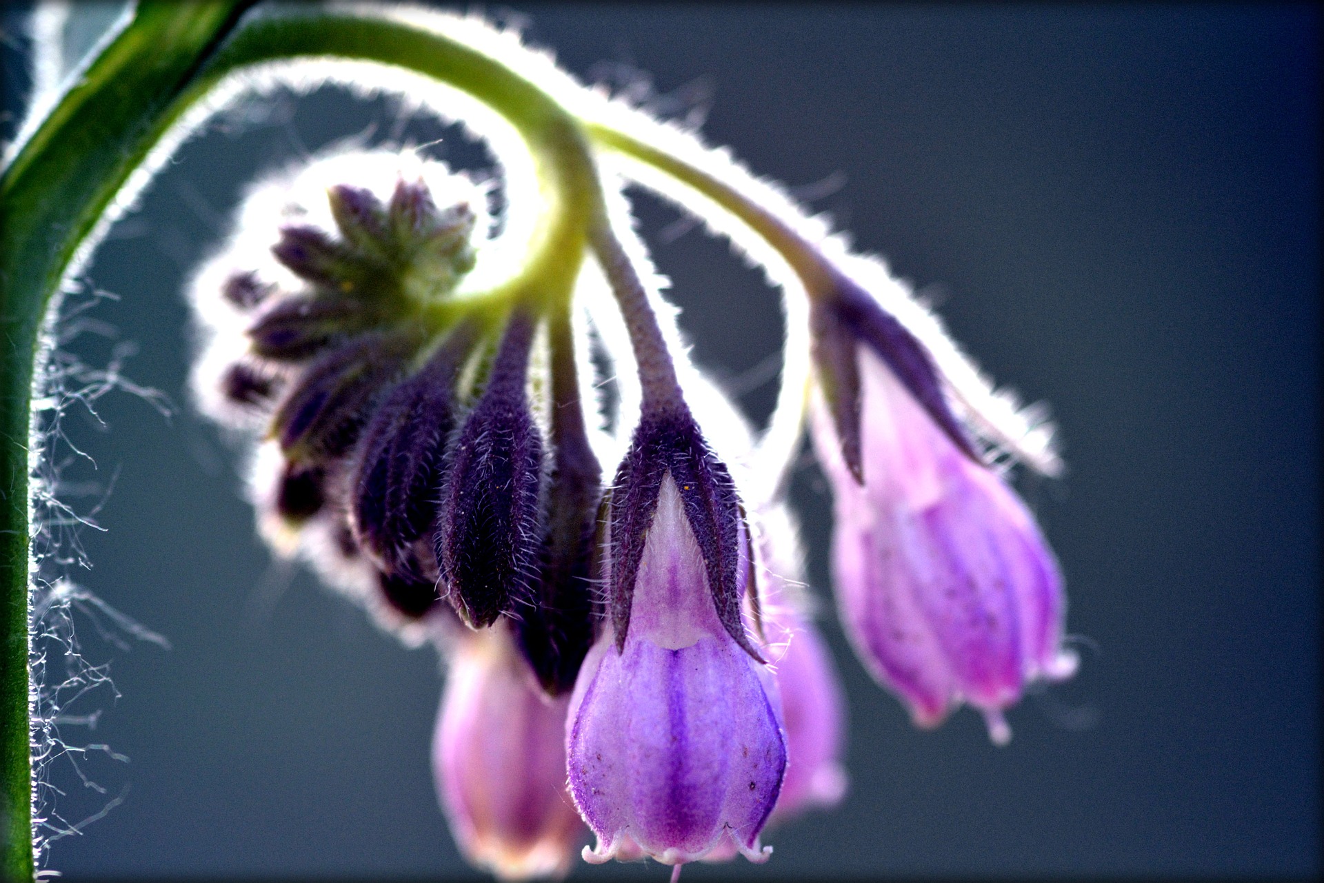 comfrey-753174_1920.jpg