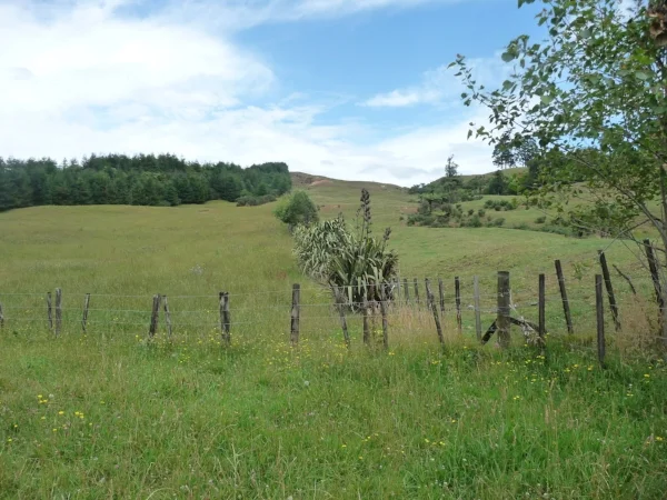 Can you spot the difference? On the left of the fence is Chaos Springs, and on the right, our neighbour, who uses conventional pasture methods.