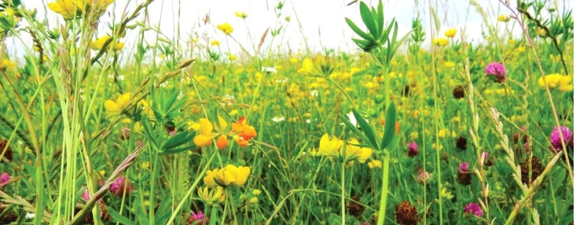 Creating Farm Diversity - Soil - Pasture and Landscape 