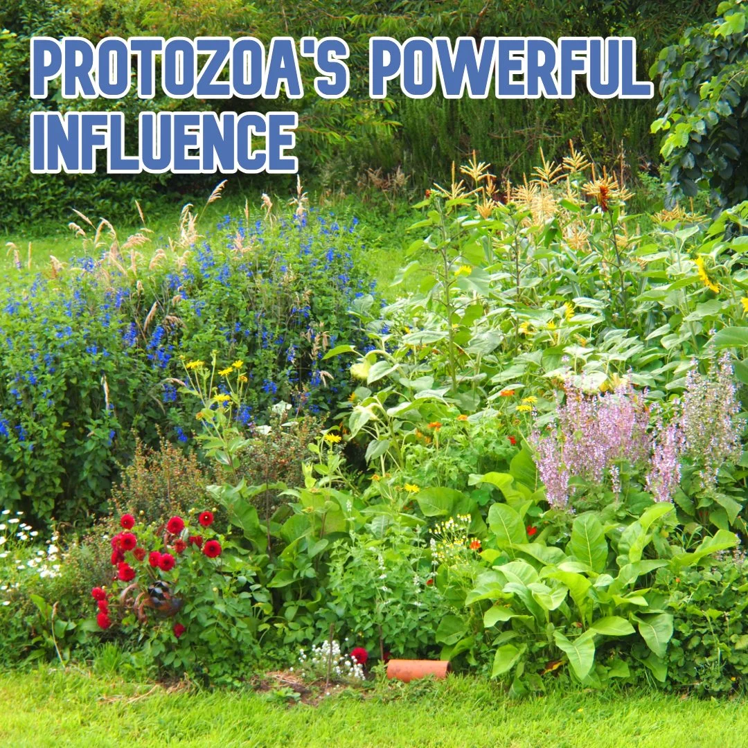 Protozoa's Powerful Influence, They Will Make Your Soil Sing!