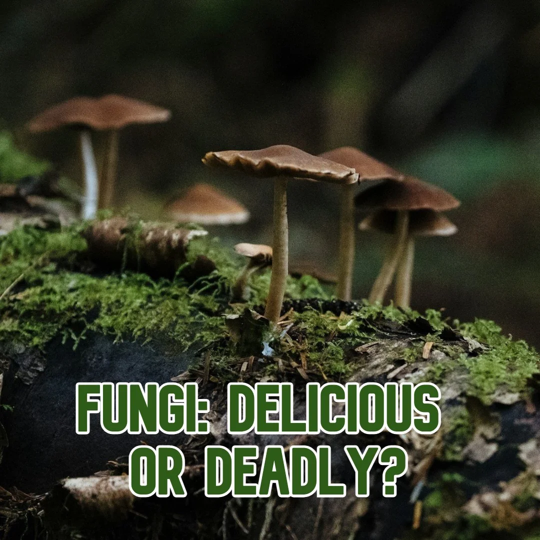 Fungi: Delicious or Deadly?