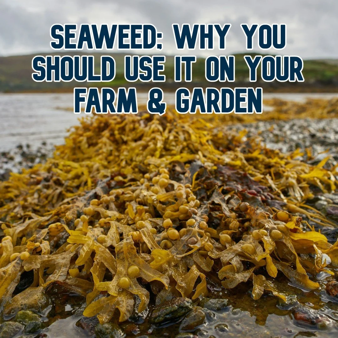 Seaweed: Why You Should Use It On Your Farm &amp; Garden