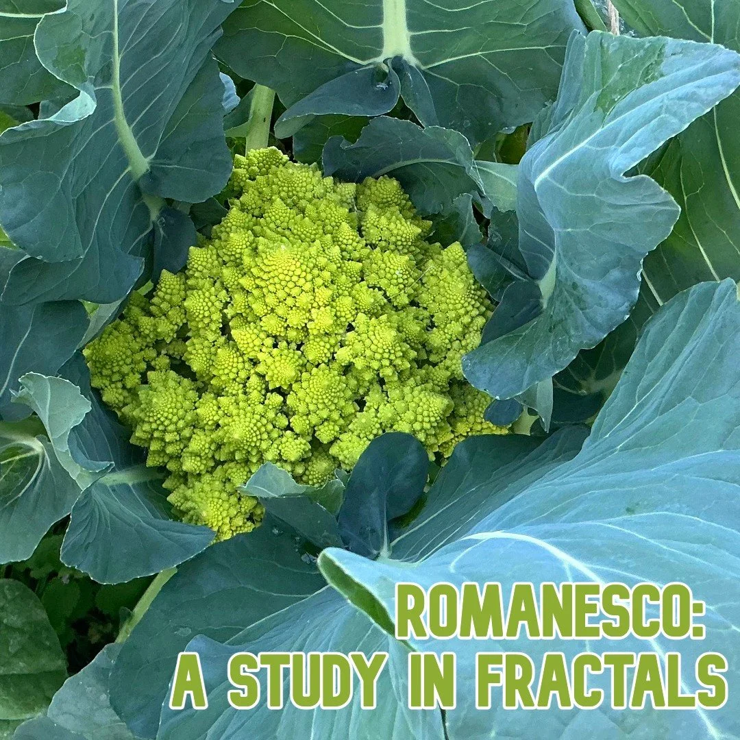 Romanesco: A Study in Fractals