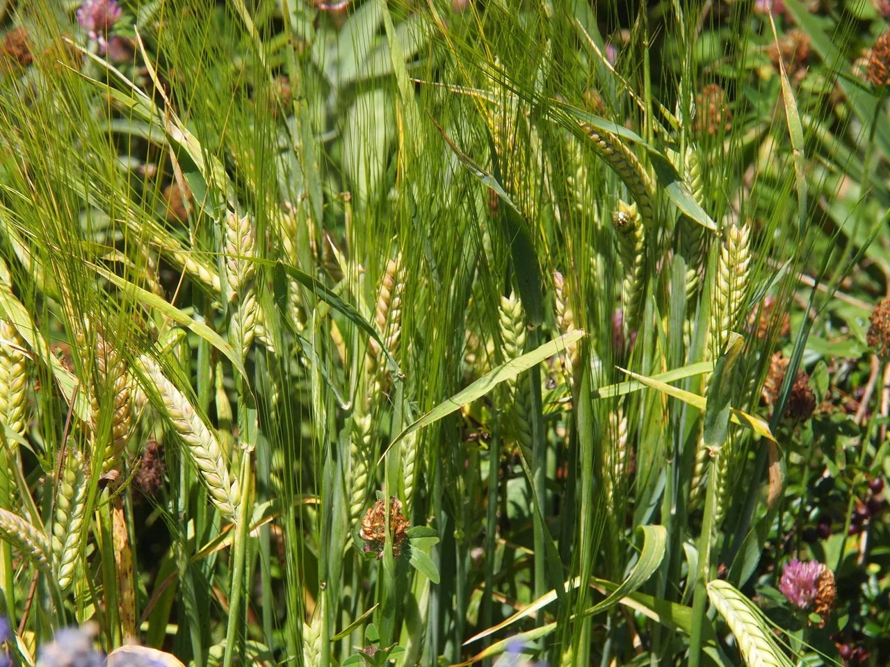 Plant Extracts - The Power of the Plant