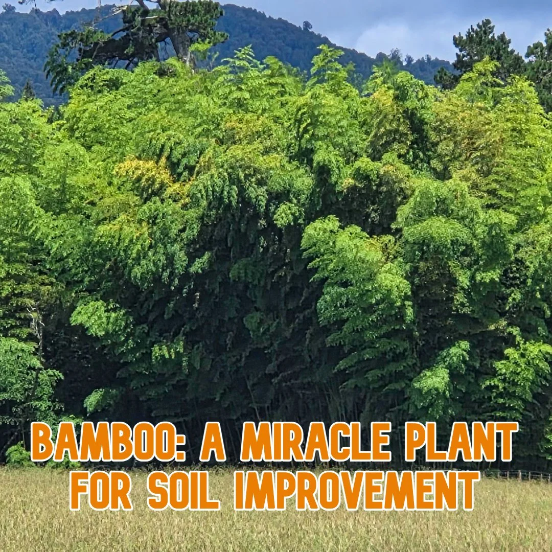 Bamboo: A Miracle Plant for Soil Improvement