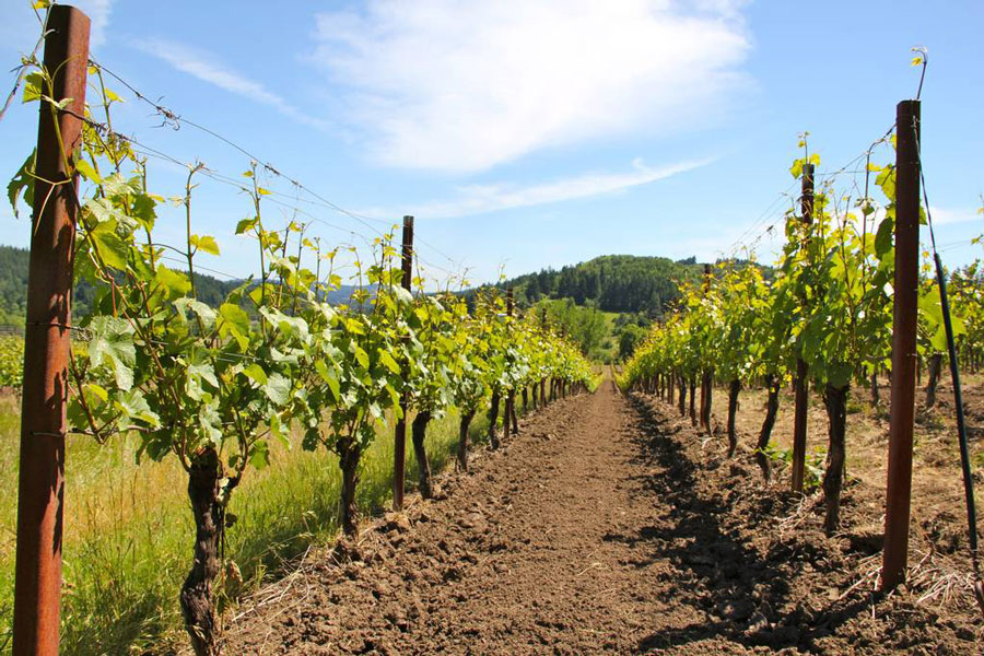 Vineyard Living in 10 Luxurious Airbnb's | Sommi's Wine Travel Guide: Willamette Valley