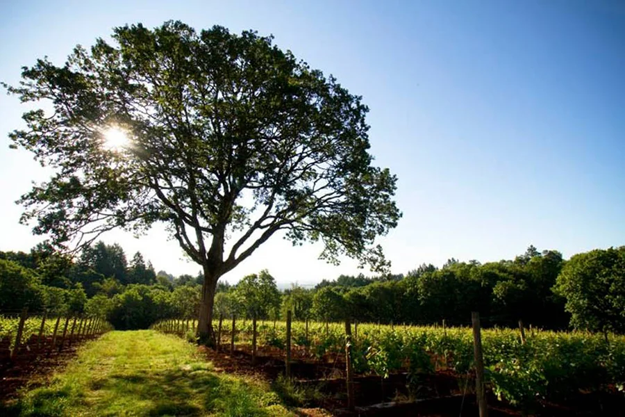 Vineyard Living in 10 Luxurious Airbnb's | Sommi's Wine Travel Guide: Willamette Valley