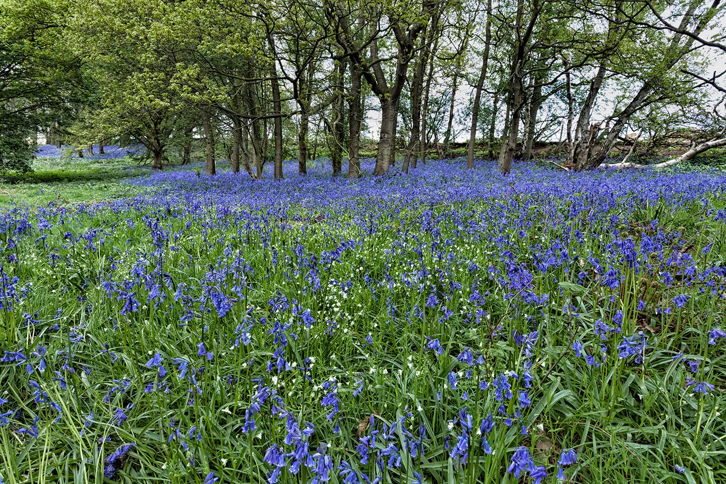 Bluebell Wood.jpg