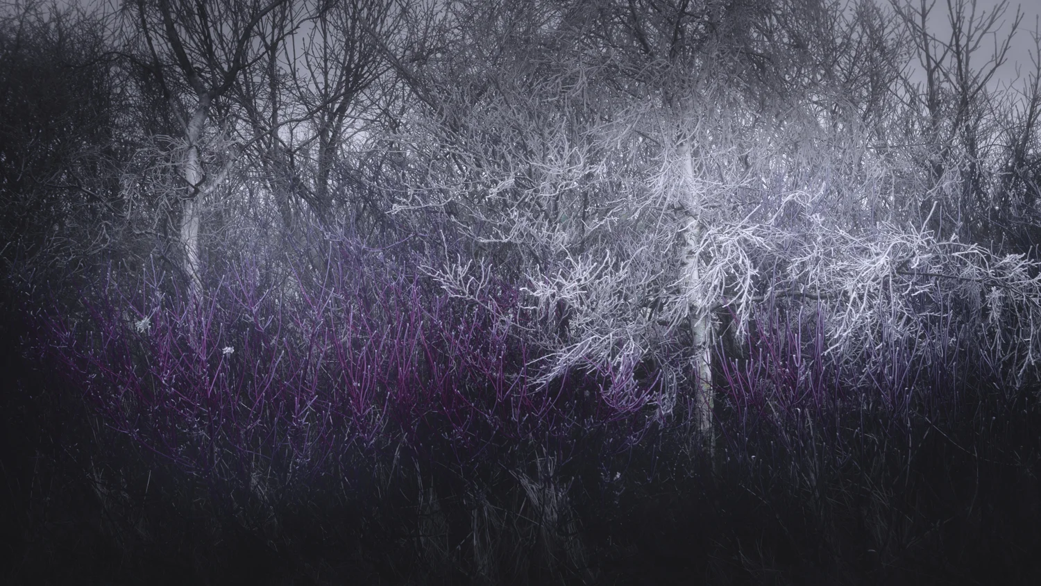 Frosted Hedgerows
