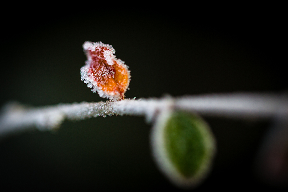 Frosty Leaf