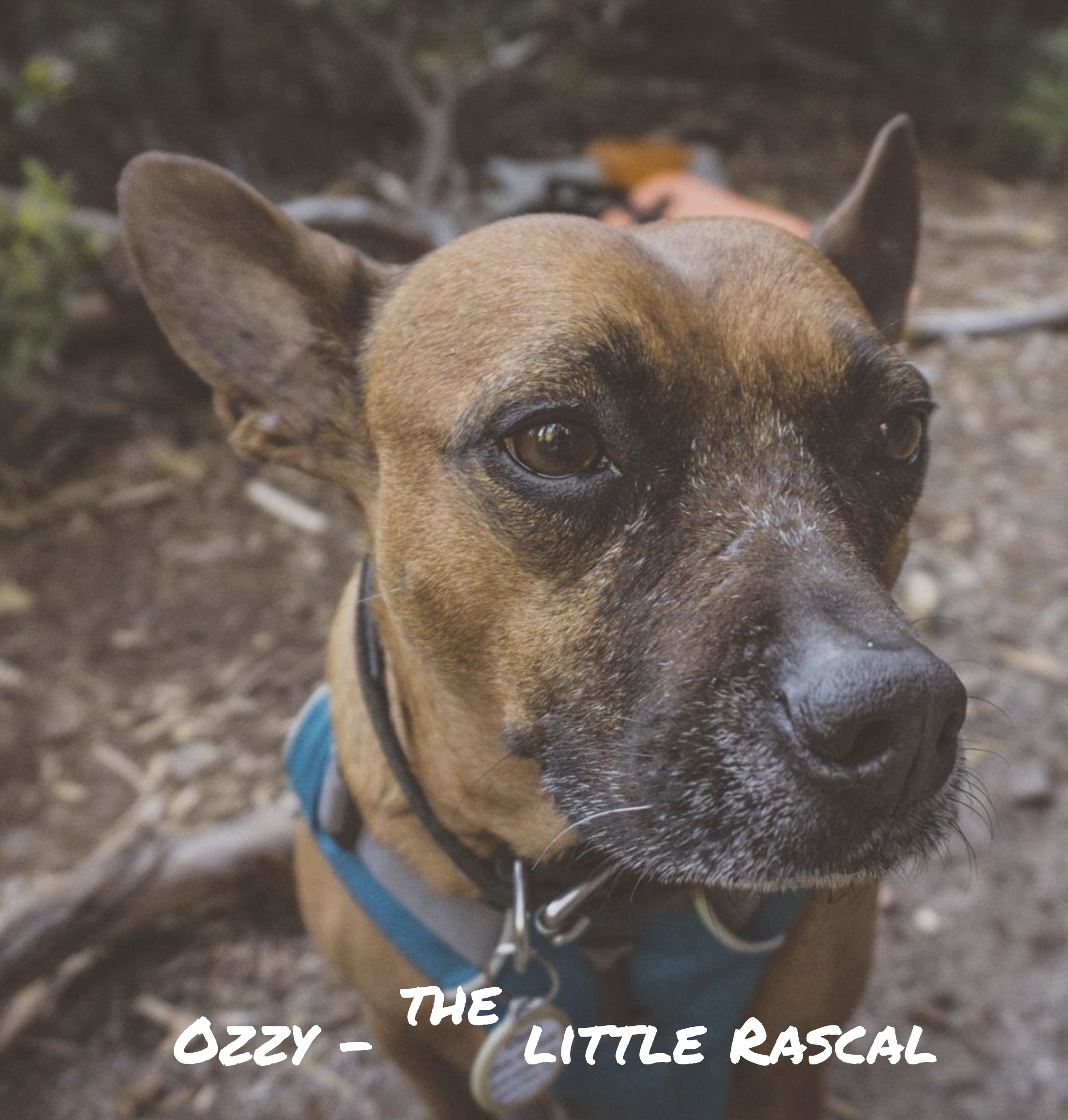 Ozzy - the little Rascal