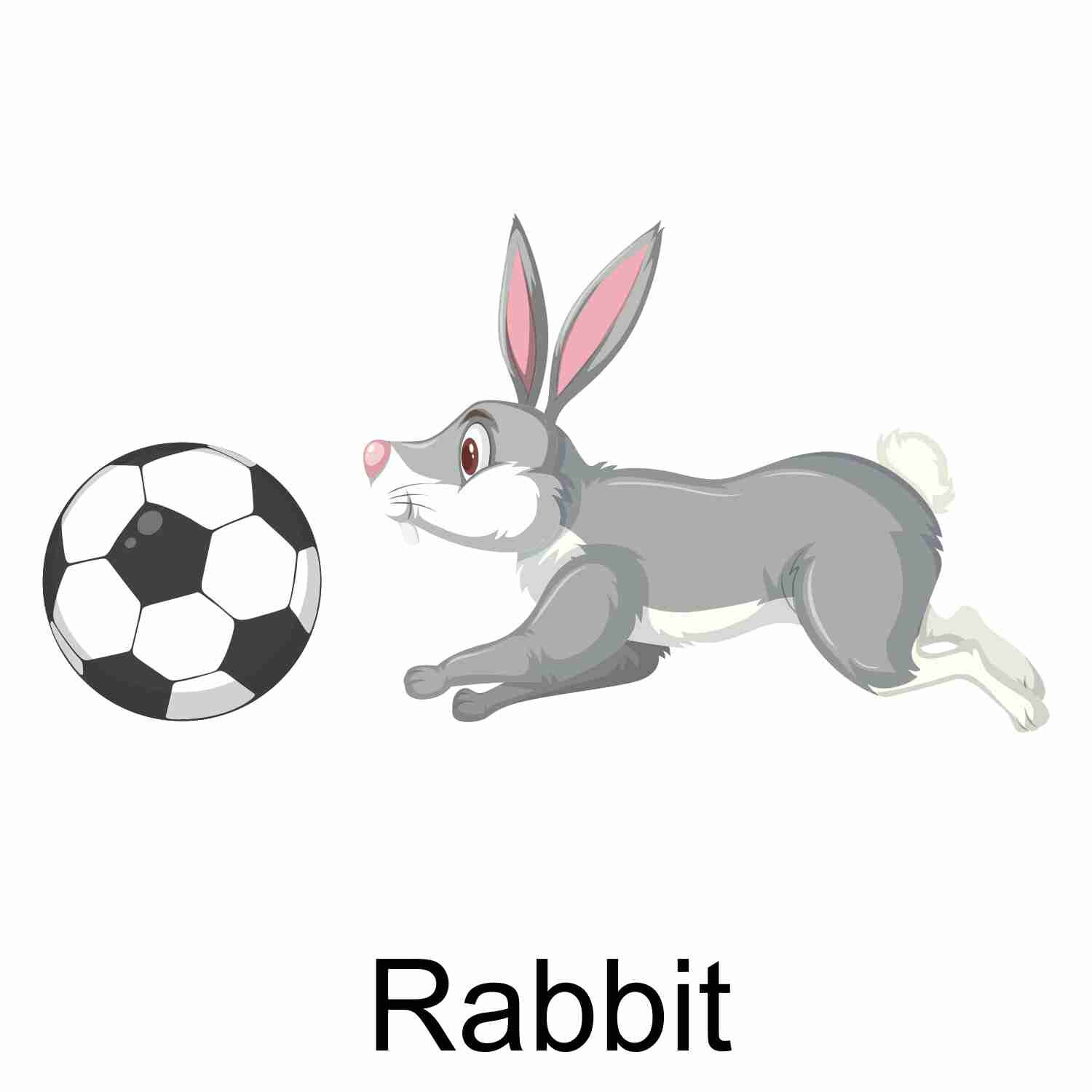 Rabbit.jpg