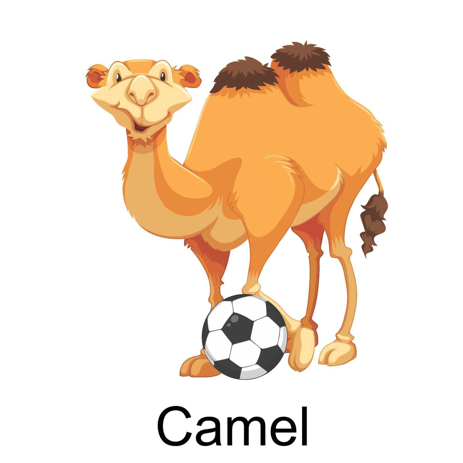 Camel.jpg