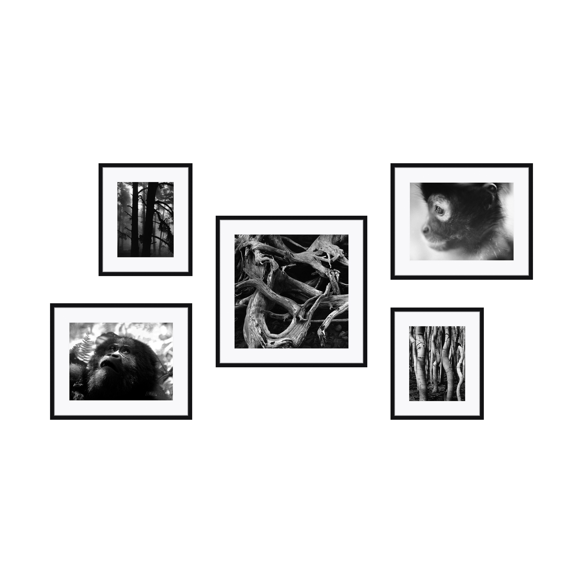 Artist Credit: Brett Weston , Beverly Joubert , Henry Horenstein Framing Credit: Framebridge
