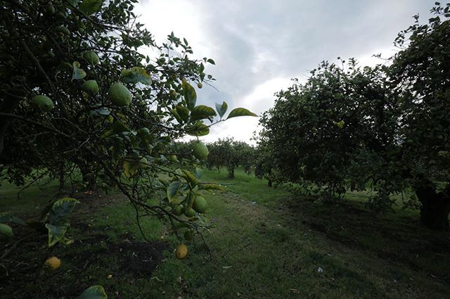 After the rain

#organicfarming #citrus #lemos #venturacounty #organic #viva