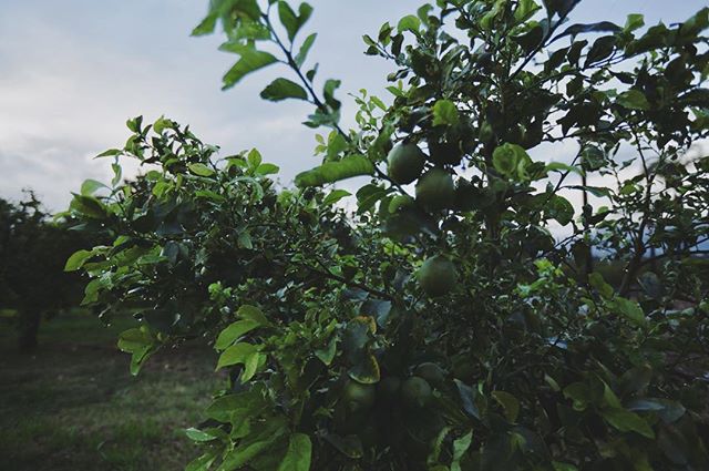 #organic #lemons #bardsdale #organicfarming #familyfarm #organiclemons