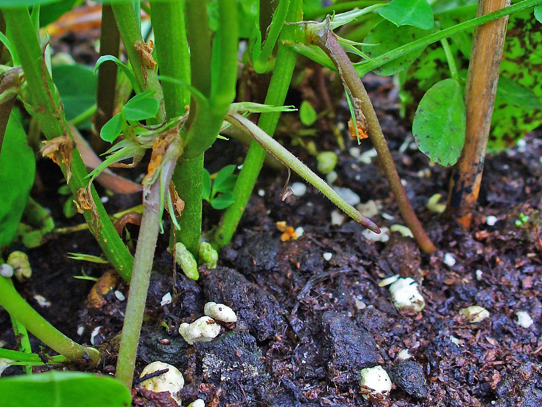 Arachis_hypogaea_006.JPG