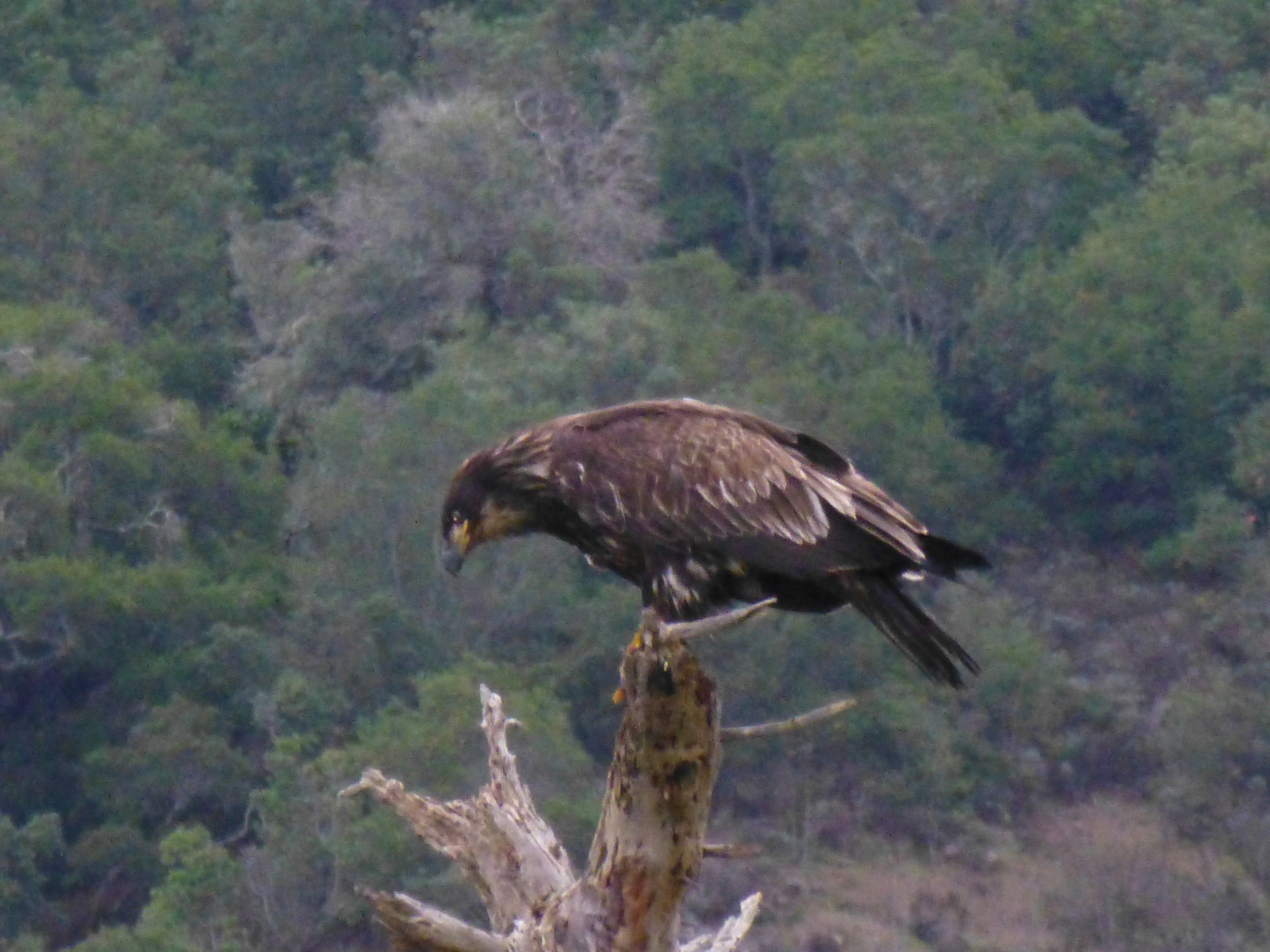 juv bald eagle at pris.JPG