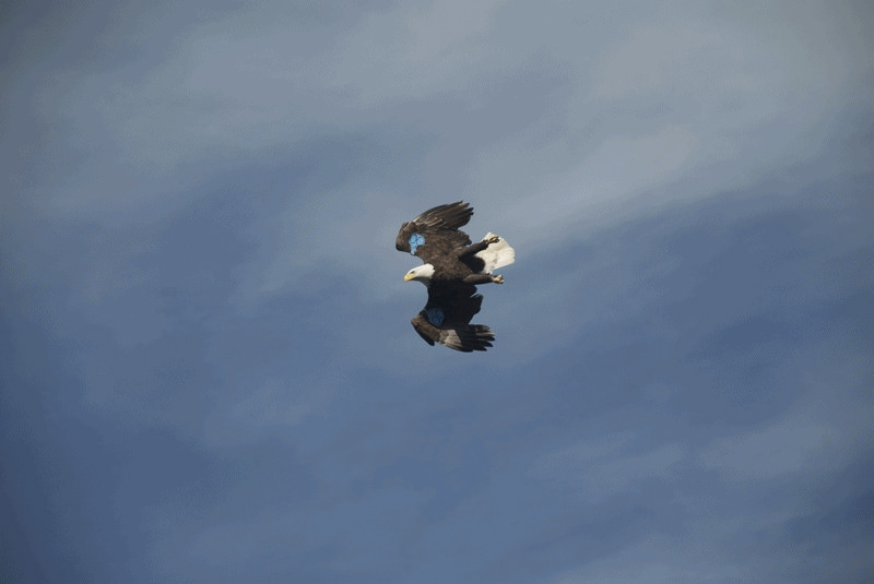 A--in-flight-eagle.jpg