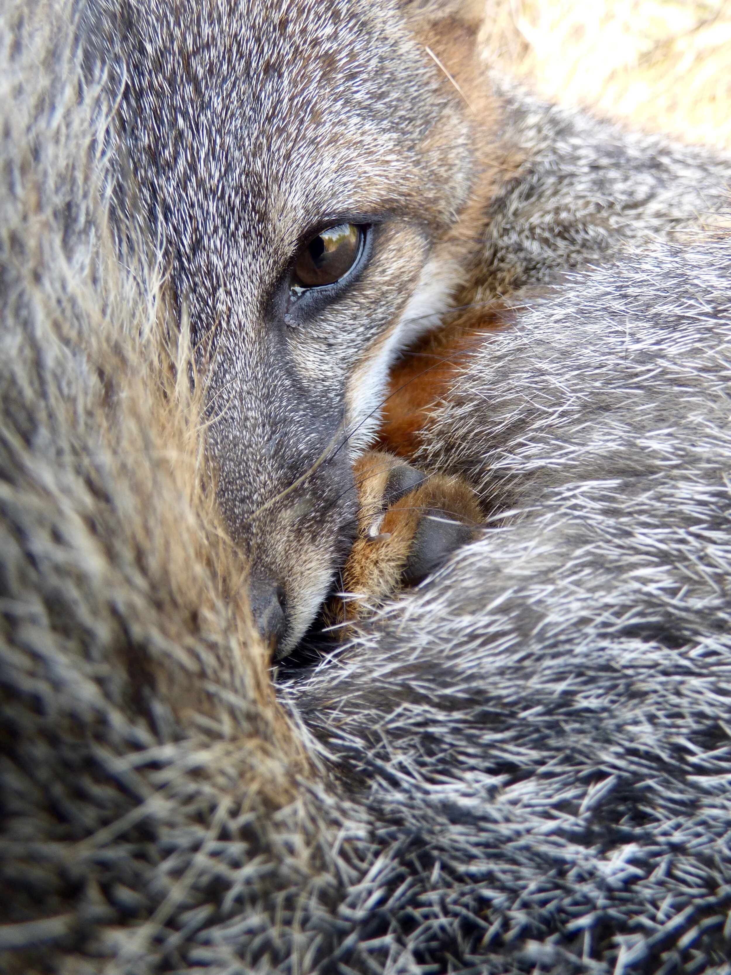 1st - Calypso Gagorik - Overall.jpg