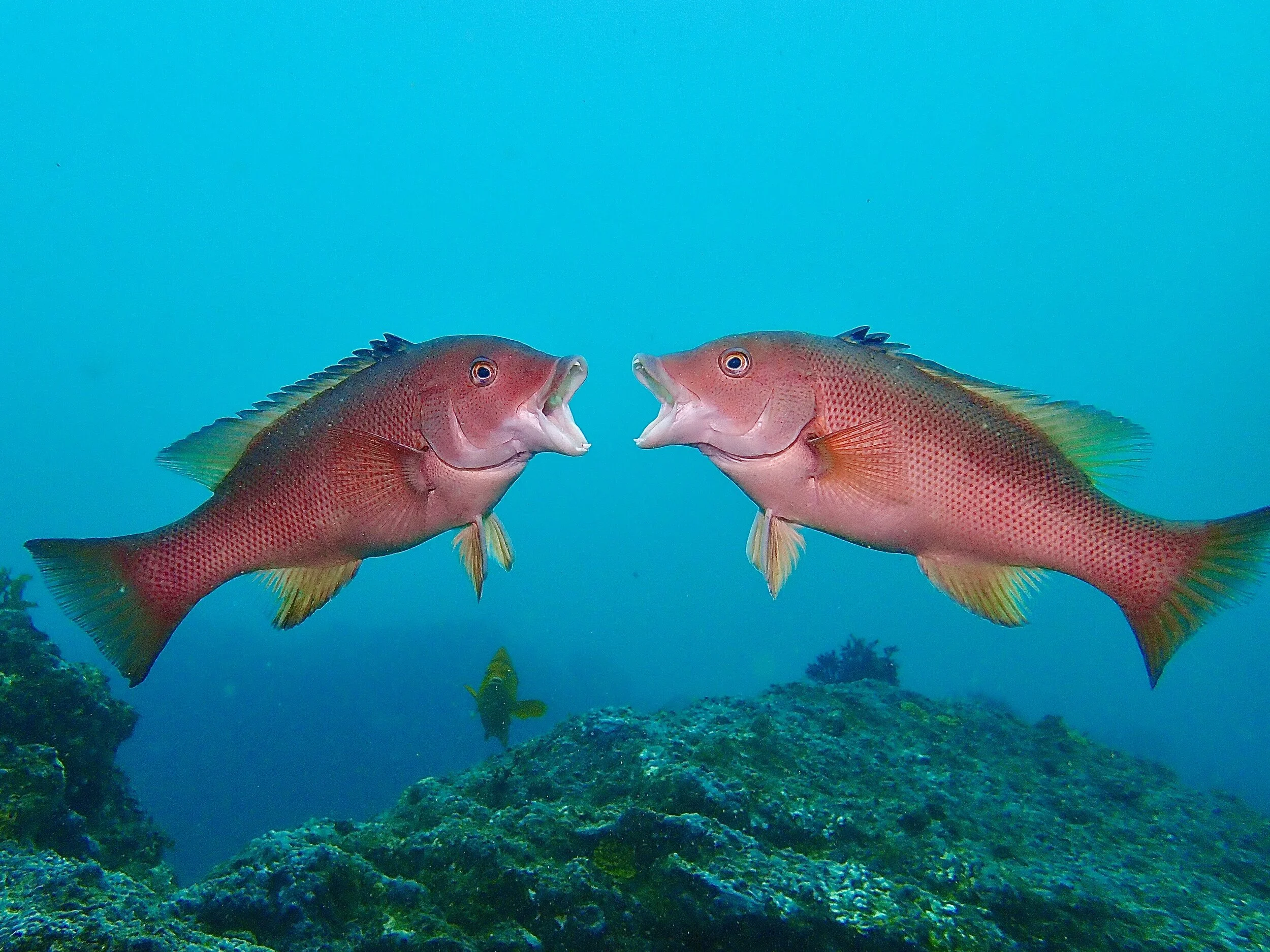 1st - Katie Davis - Wildlife.jpeg