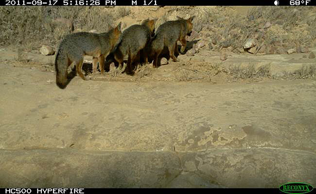 Three+foxes.jpg