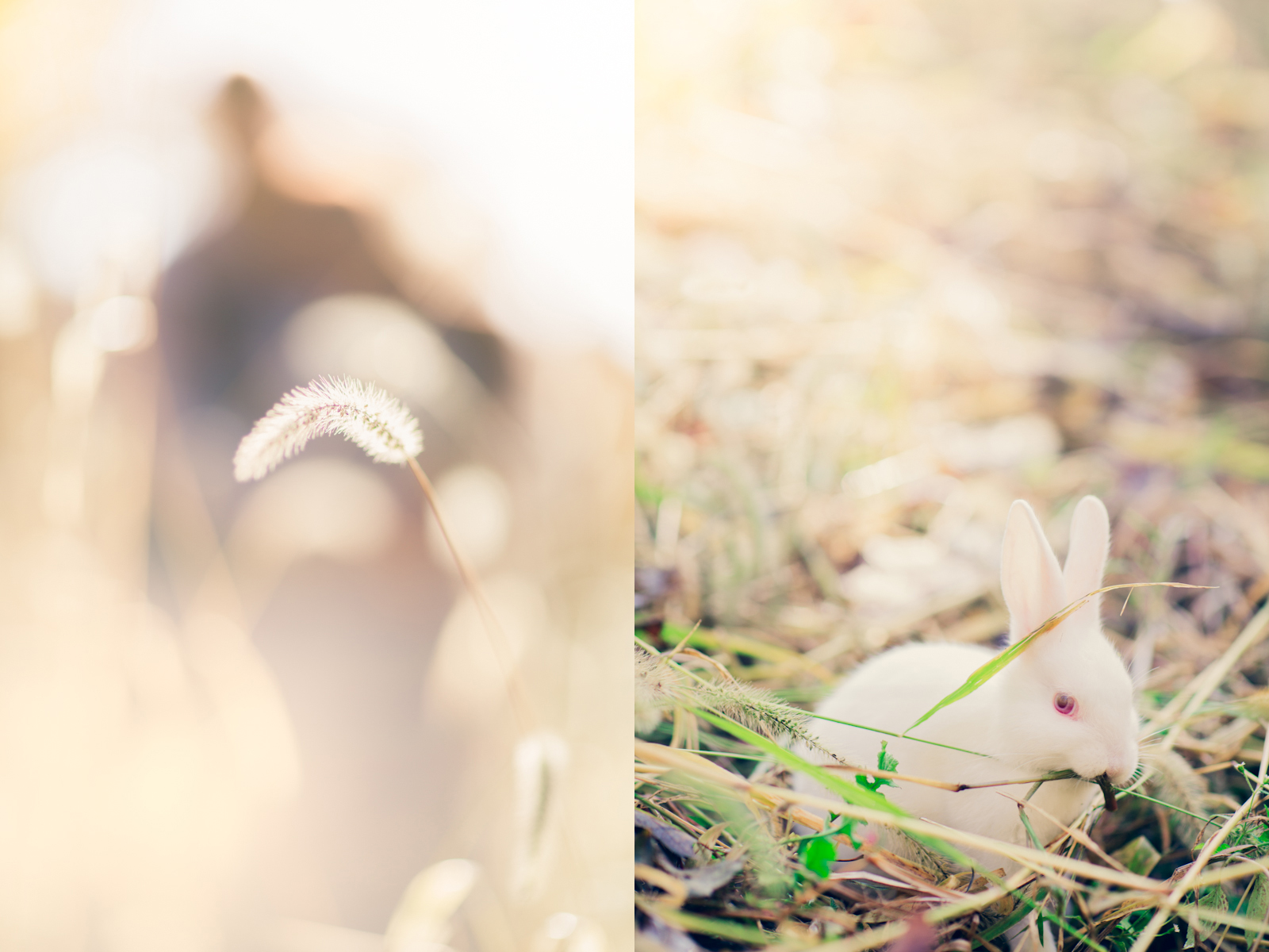 FB2C4580-Edit.jpg