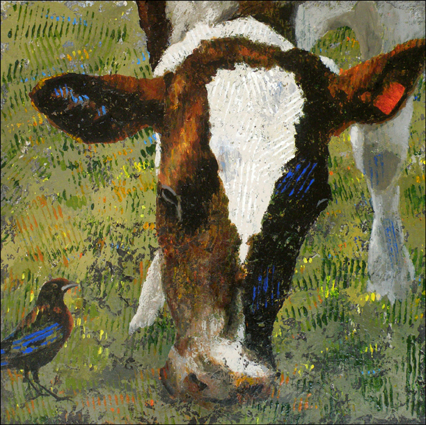 Cow Bird