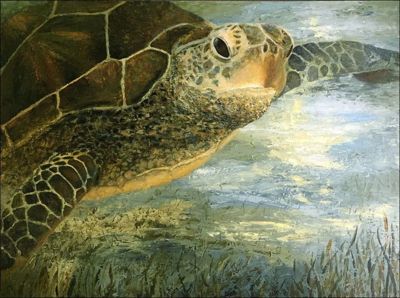 Sea Turtle