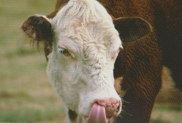 Photo by Bruce Fritz in "The Complete Cow"