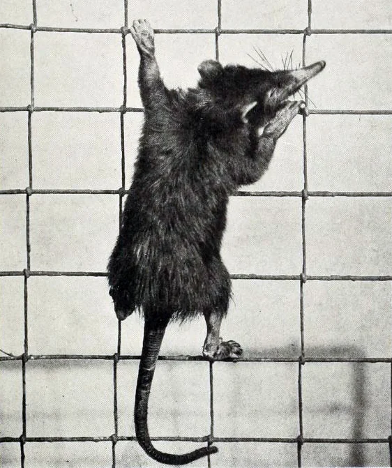 Solenodon_cubanus.jpg
