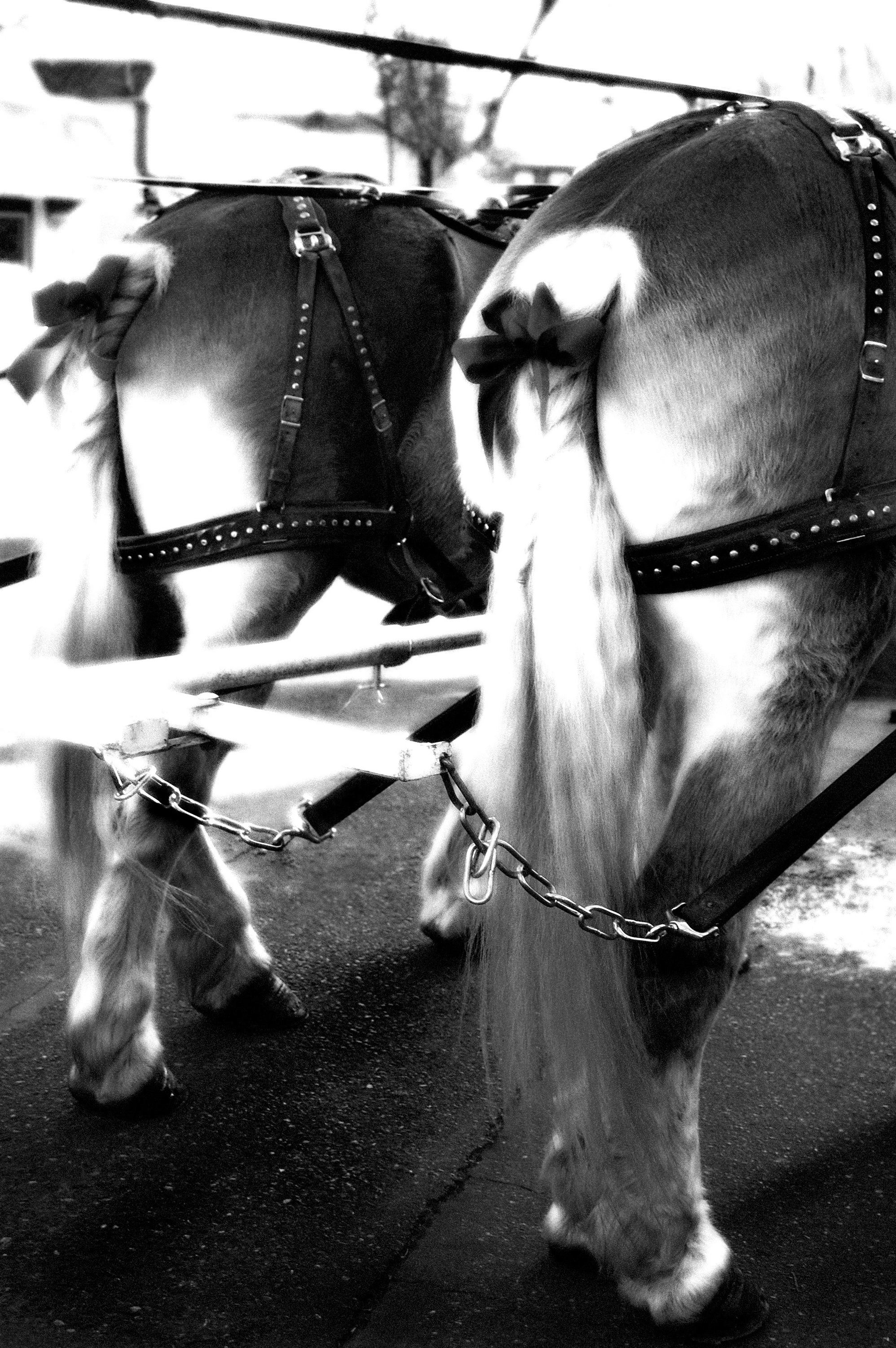 Fetlocks