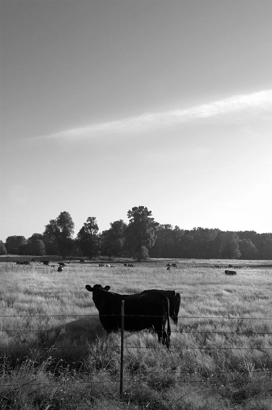 Sauvie Island Pastoralia