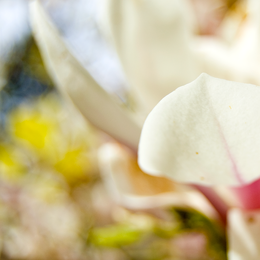 Star Magnolia