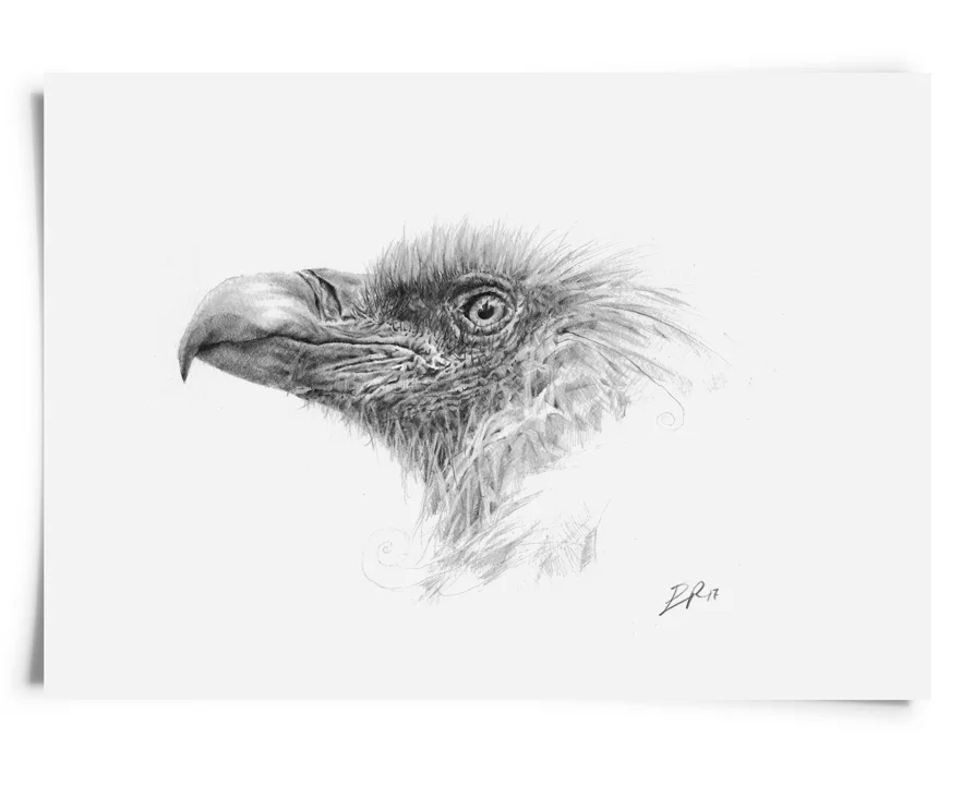 drawing voltaire_eric robitaille art.jpg