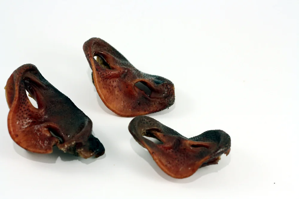 snout4.jpg