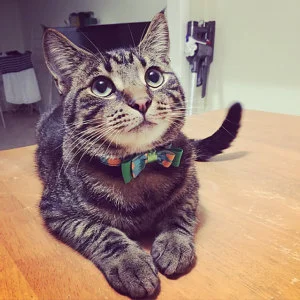 pineapplecat.jpg