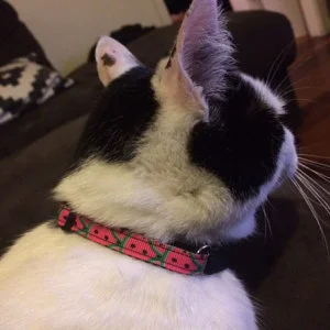 kittycat.jpg